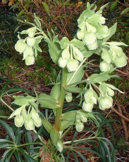  Image name: elleboro comune2.jpg 
 width: 450 pixel 
 height: 565 pixel 
 Size: 106025 bytes 
 Click to enlarge 